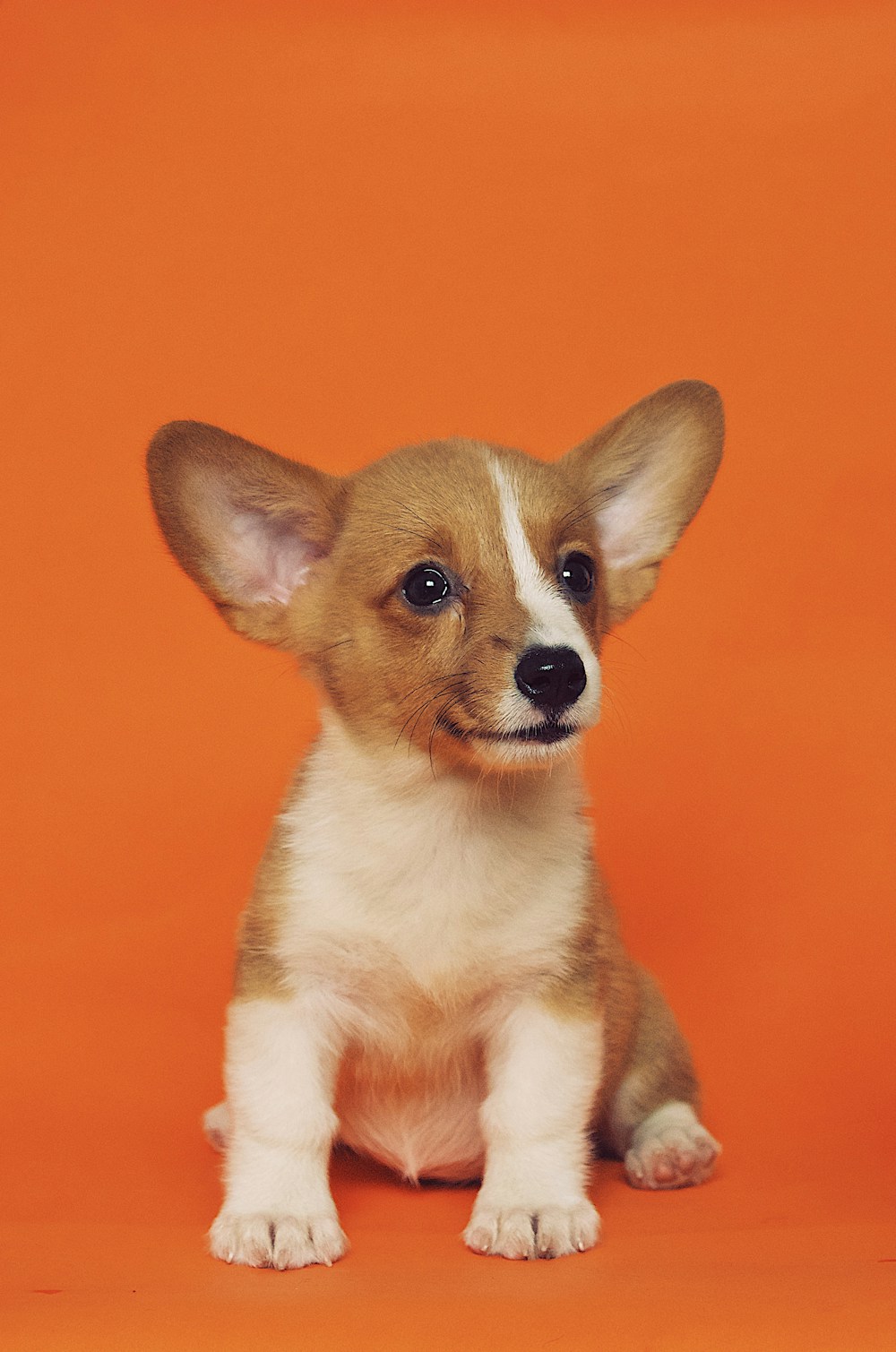 Waffles, corgi puppy