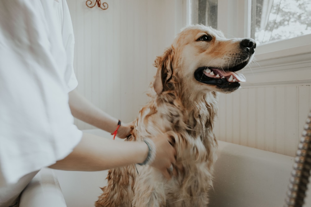 Pet parent sharing a moment with their dog