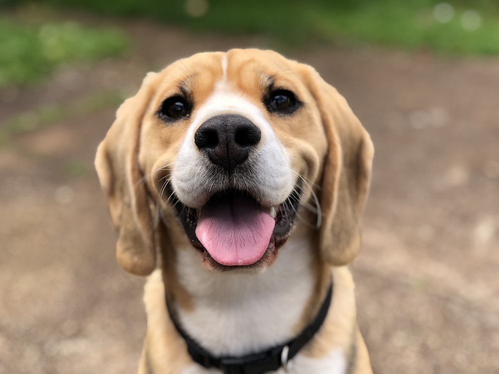 Biscuit, beagle