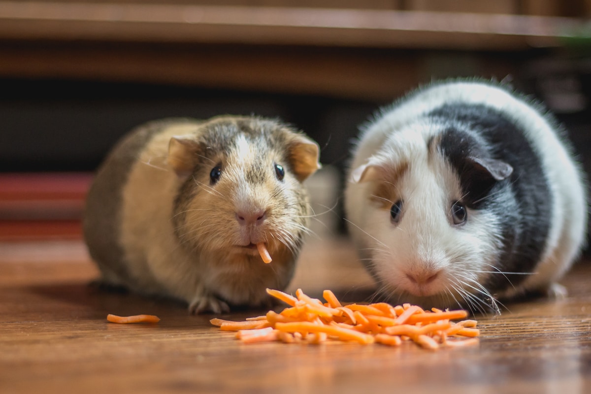 Two guinea pigs enjoying a snack